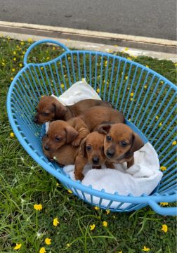 Filhotes de Dachshund -Cofap/Salsicha
