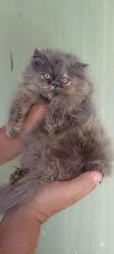 GATOS PERSA ( Entrego em Várias Cidades) 