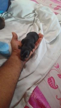 Filhote de Pinscher