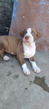 Filhote Pitbull