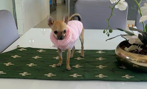 Chihuahua fêmea com pedigree 1 kilo 