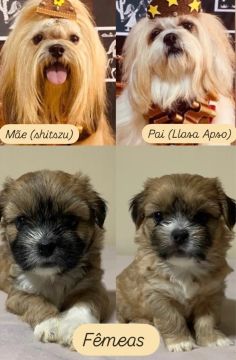 Filhotes de Shih Tzu com Lhasa Apso - Fêmeas 