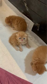 Gatinhos Persas - Lindos e Carinhosos