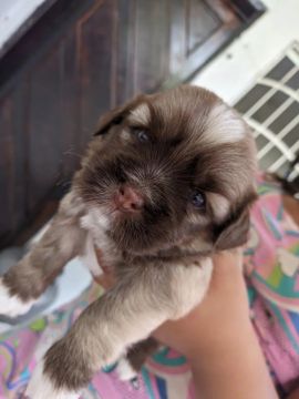 Filhote de Shih Tzu com poodles 