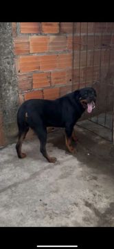 Rottweiler 