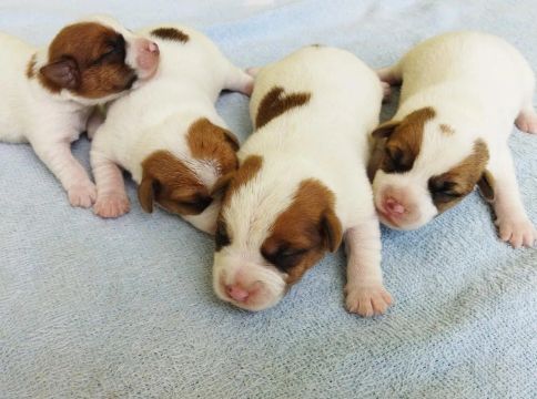 OFERTA - Filhote de Jack Russell Terrier - Vacinado e com Pedigree - 12x no Cartão 
