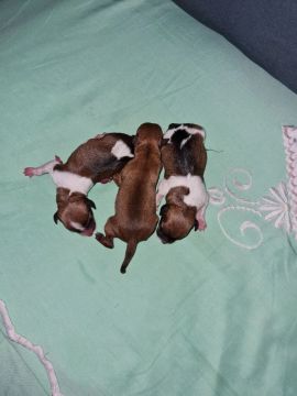 Dois filhotes de cachorro