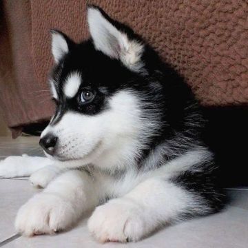 Husky Siberiano: Leve Para Casa!