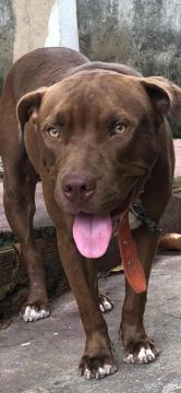 Pitbull filhote