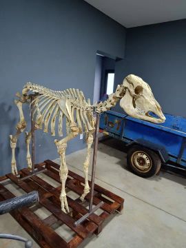 Esqueleto de animal bovino para estudo