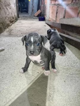 Filhotes de American bully - Lindos e Saudáveis