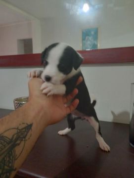 Filhote de Cachorro -  Raça a Definir