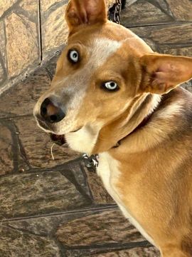 Cachorro Adorável Procurando um Lar!