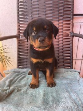 Rottweiler Fêmea disponível 