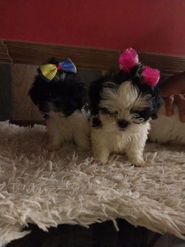 4 filhotes Shih Tzu machos raça pura