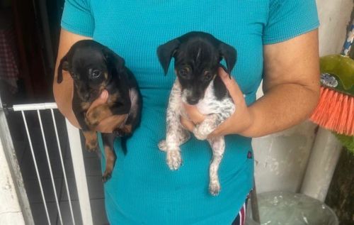 Cachorro Pinscher 