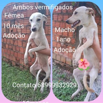Adoção 