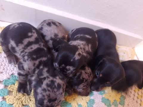 Filhotes de Dachshund - Lindos e Carinhosos