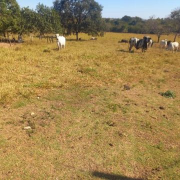 Fazenda  à Venda em Unaí - MG 345 hectares toda aberta 