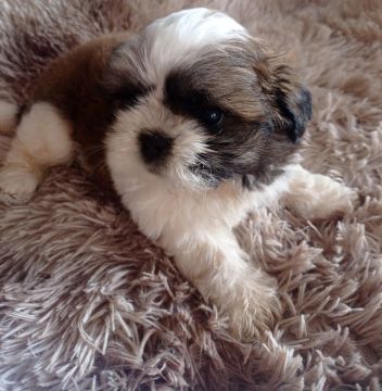 Filhote Shih Tzu Machinho