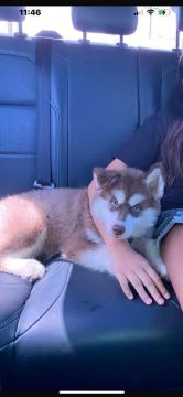 Filhote Husky Siberiano