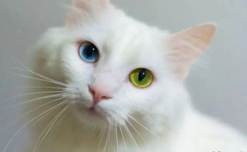 Gatinha branca de olhos heterocromáticos