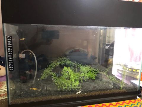 Aquário 50 Litros aproximadamente 