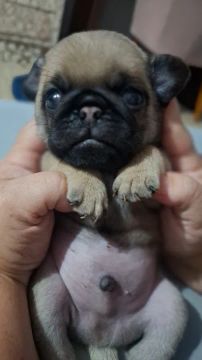 Filhote de Pug disponível venda 