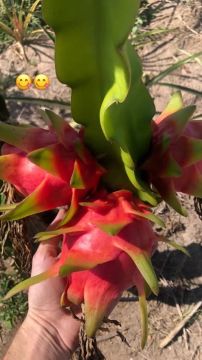 Muda de pitaya