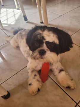 Cachorro Shitzu 