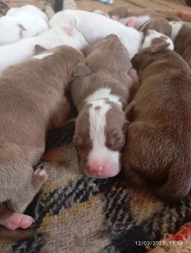 Pit bull