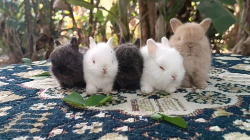 Netherland dwarf/ coelho anão 