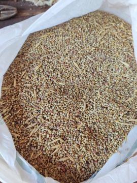 MIX de Milheto + Nabo forrageiro  (R$ 1,20 O kg)
