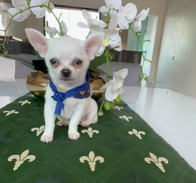 Chihuahua macho pedigree cbkc