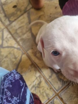 Filhote de Pitbull Branco