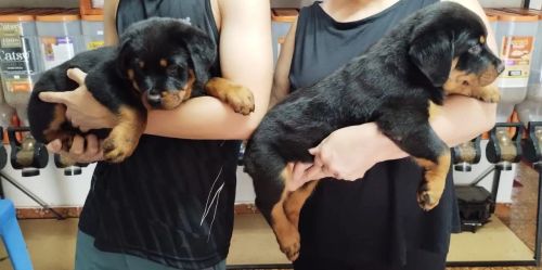 Rottweiler Filhotes Machos Disponíveis em Dourados MS