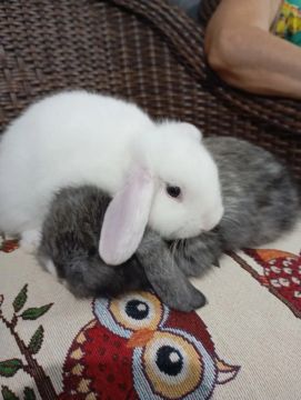 Venda de coelhos da raça Fuzy lop lindos. Raça muito dócil.