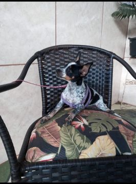 PINSCHER FÊMEA COR EXÓTICA ( N° 01 )