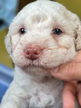 Poodle N 1 Albino