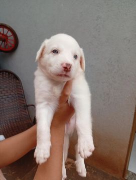 Filhote de cachorro Buder collie 