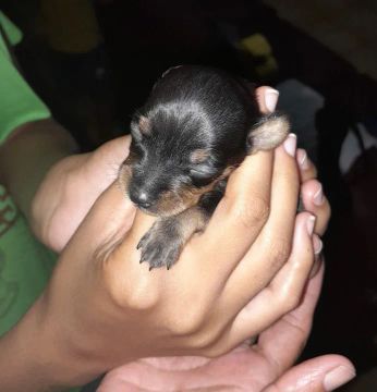 Vendo pinscher n° 2