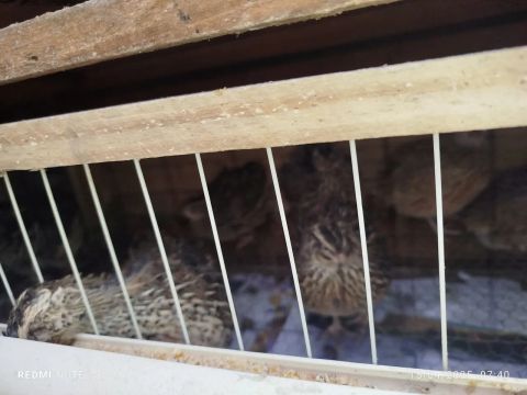 Codornas para venda