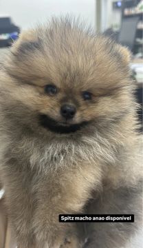 Spitz Alemão Macho Anão