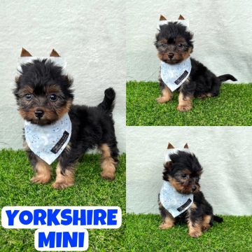 Machinho de Yorkshire Mini aqui no Puppy Stop
