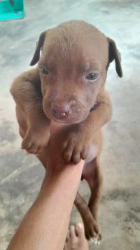 Cachorros pitbull 