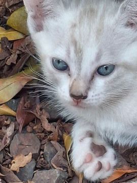Gatinho branco e cinza disponível para adoção