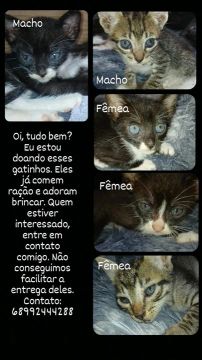 Doação de gatinhos