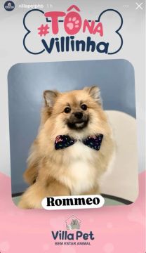 Rommeo (Spitz Alemão) Busca Namoradinha