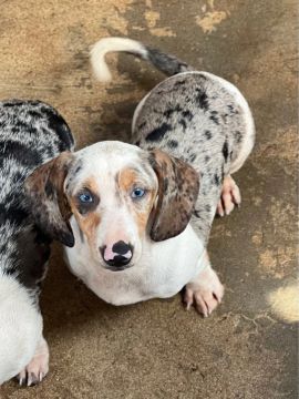 Filhotes de Dachshund 