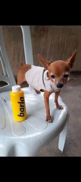 Pinscher zero padreador.